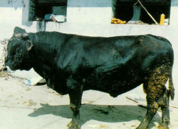 Agerolese - Bull