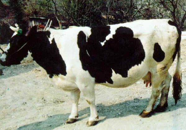 Burlina - Cow 