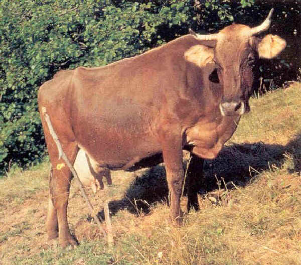 Cabannina - Cow