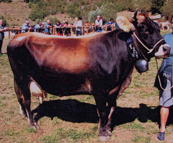 Cabannina - Cow