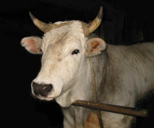 Calvana - Bull 