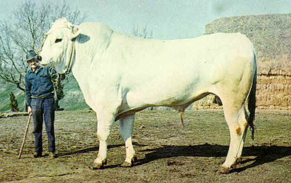 black chianina cattle