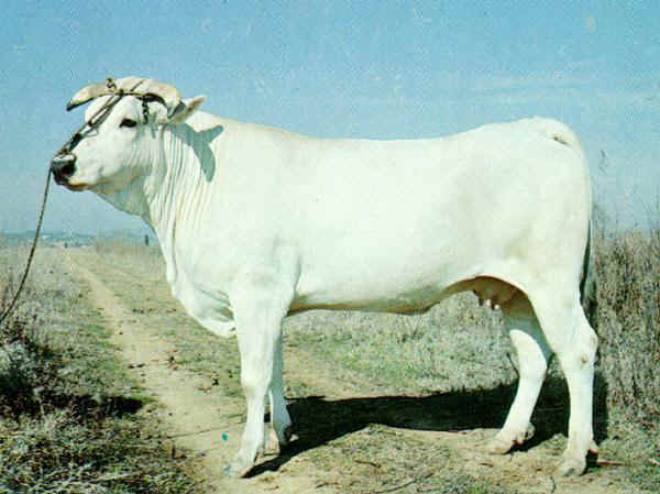 chianina bull with horns