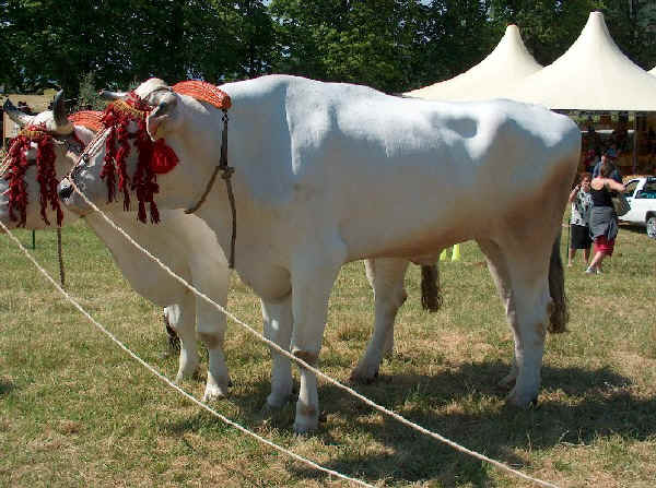 chianina bull with horns