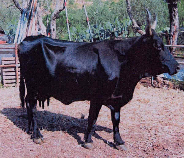 Cinisara - Cow