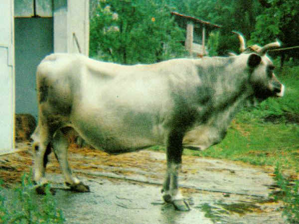 Garfagnina - Cow