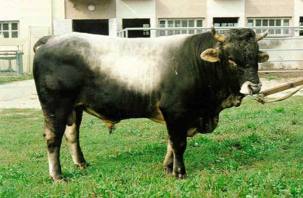 Grey Alpine/Grauvieh - Bull