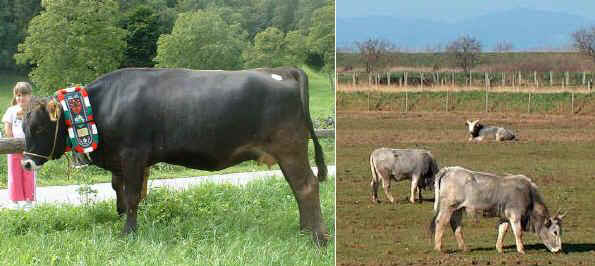 Italian breeds of cattle