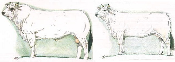 Marchigiana - Bull and Cow