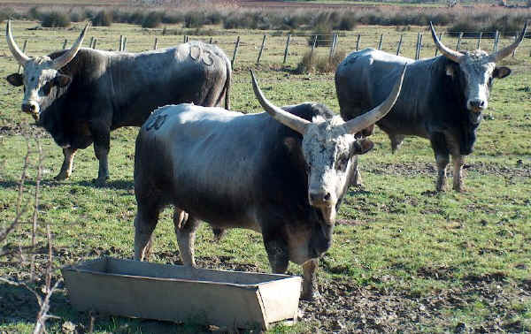 Maremmana - Bulls