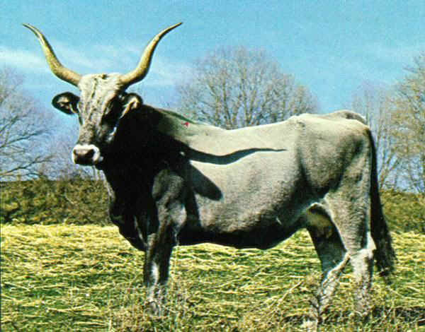 Maremmana - Cow