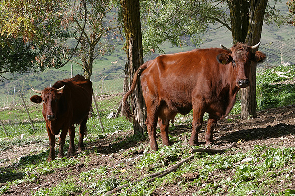 Modicana - Cows