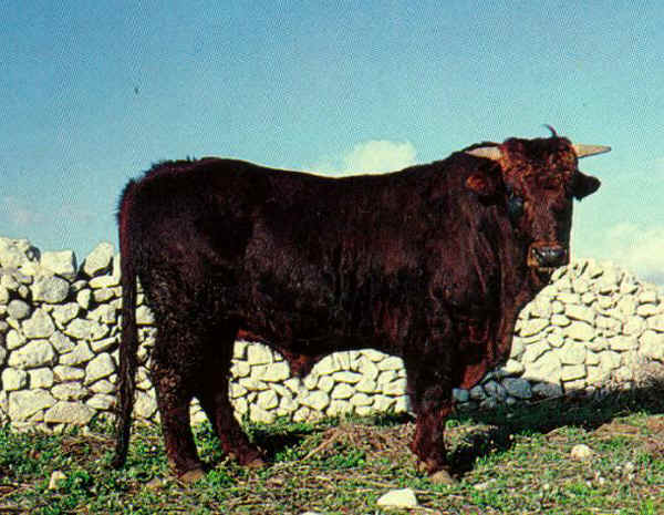 Modicana - Bull 
