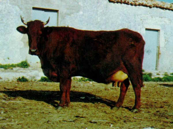 Modicana - Cow