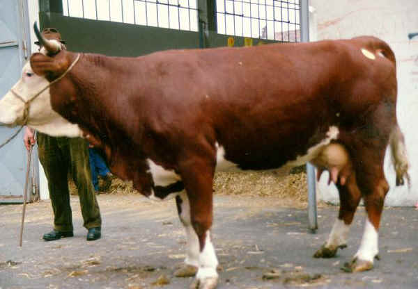 Oropa - Cow