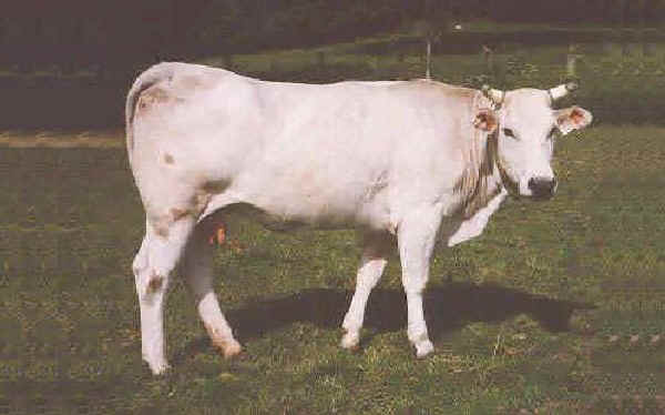 Pasturina - Cow