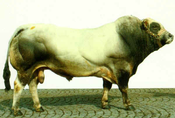 Piemontese - Bull
