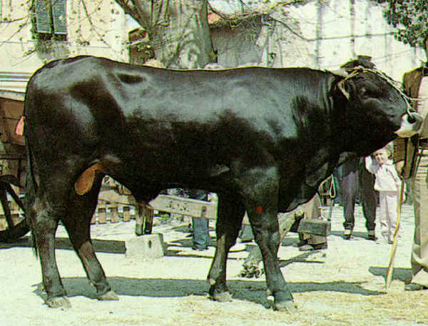 Pisana - Bull 