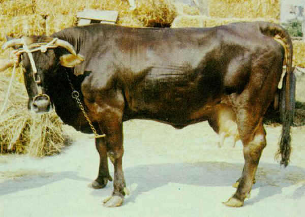 Pisana - Cow