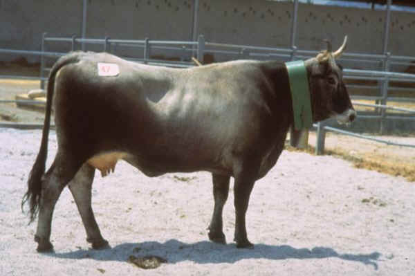 Podolica - Cow