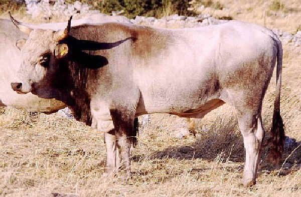 Podolica - Cow
