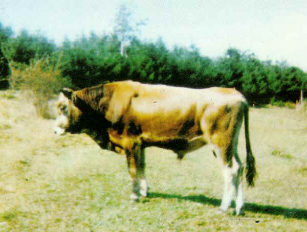 Pontremolese - Bull