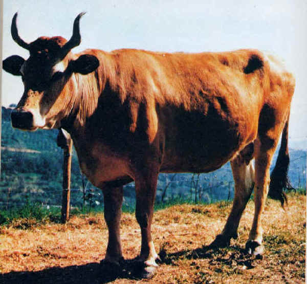Pontremolese - Cow