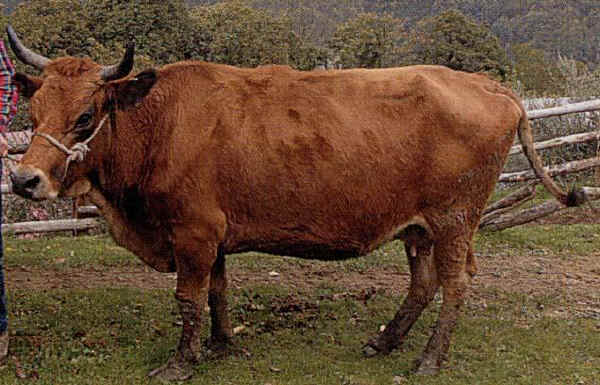 Pontremolese - Cow 