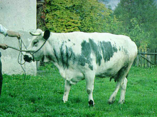 Pustertaler - Cow