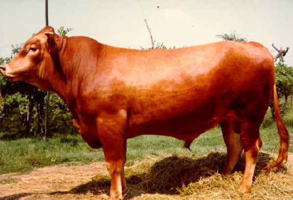 Reggiana bull