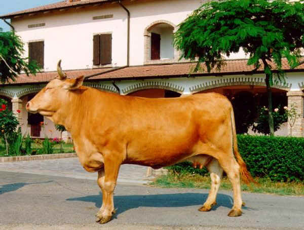 Reggiana cow