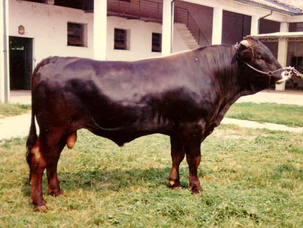 Rendena - Bull