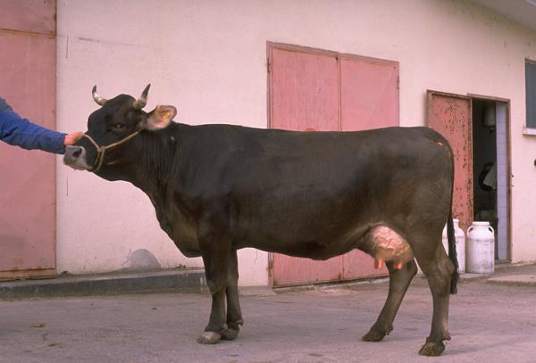 Rendena - Cow