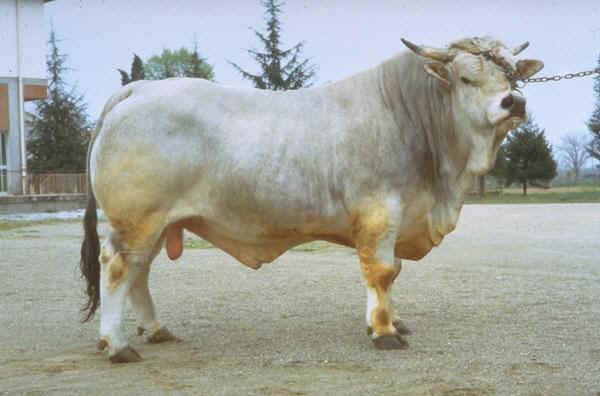 Romagnola - Bull 