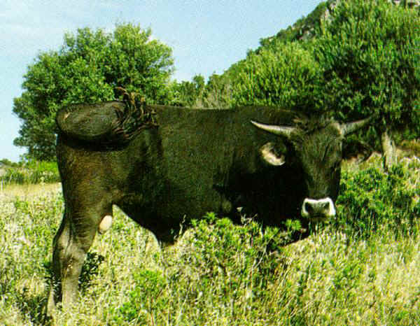 Sarda - Bull 