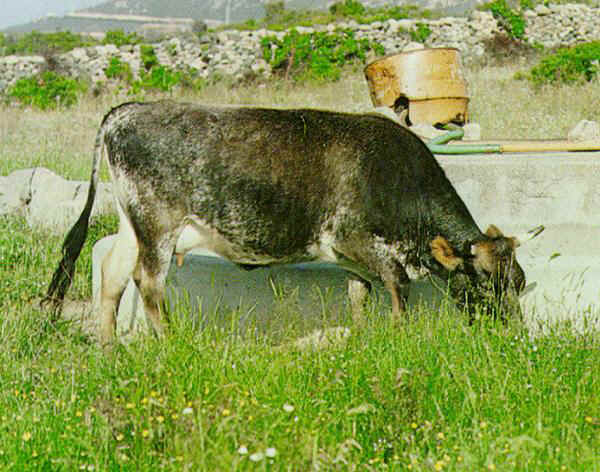 Sarda - Cow 