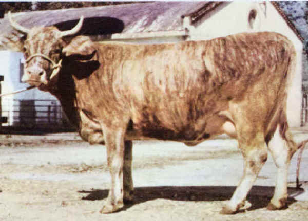 Sarda - Cow