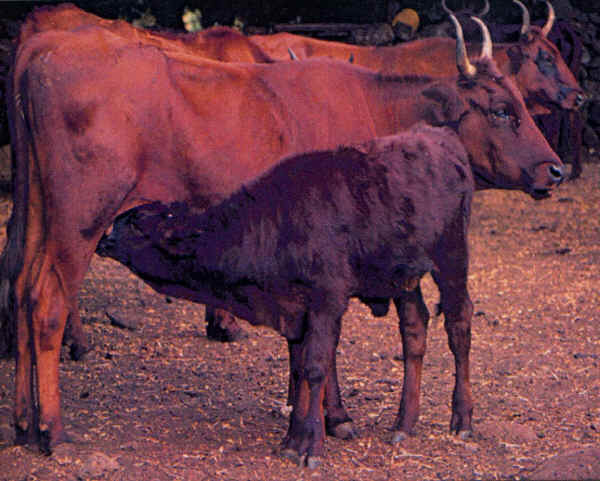 Sardo-Modicana - Cow