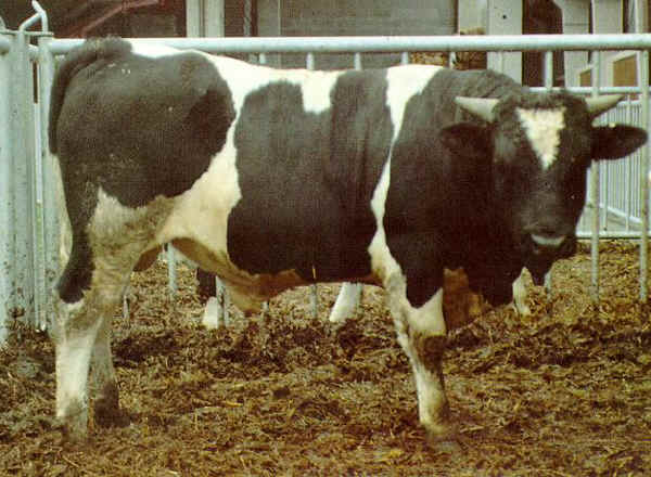 [http://eng.agraria.org/cattle/valdostana%20pezzata%20nera%20toro.jpg]