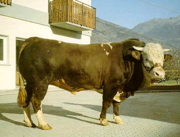 Valdostana Pezzata Rossa - Bull