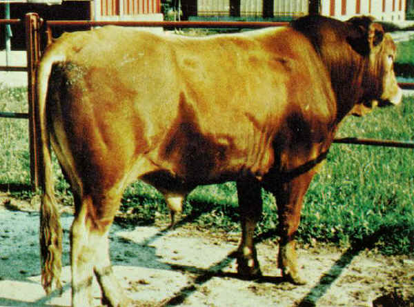 Varzese or Tortonese - Bull