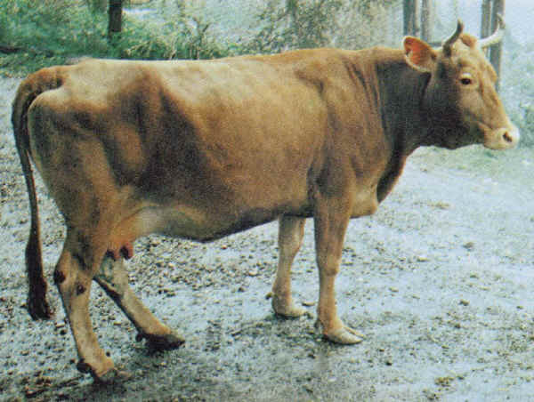 Varzese or Tortonese - Cow