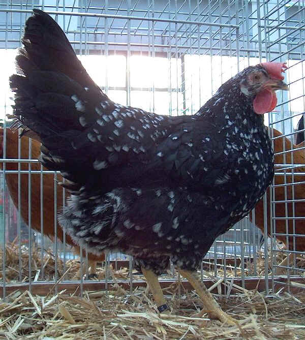 Ancona hen