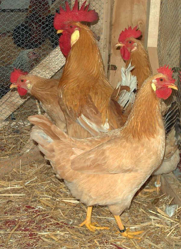 In primo piano, gallina di razza Bionda Piemontese 