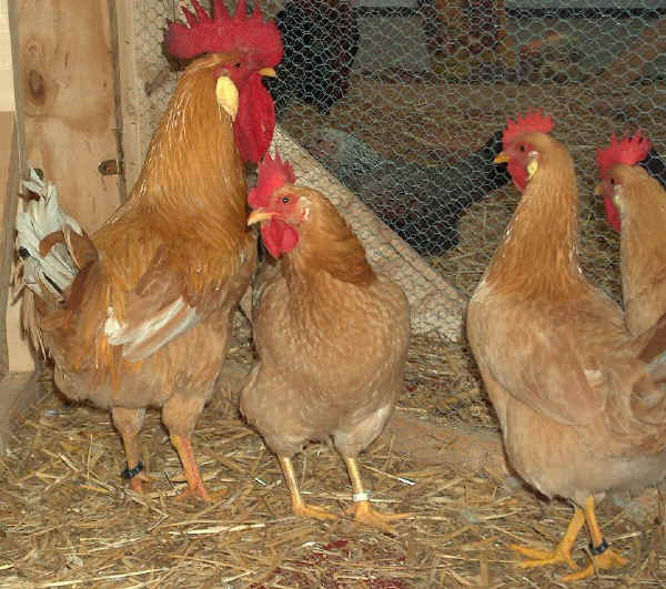 “Bionda Piemontese” hen and cock