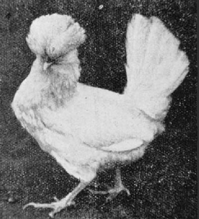 Vintage picture of Ciuffina Ghigi, White variety