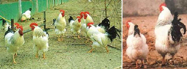 Ermellinata di Rovigo coch and hen