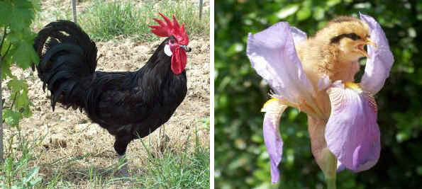 Italian breeds of chickens