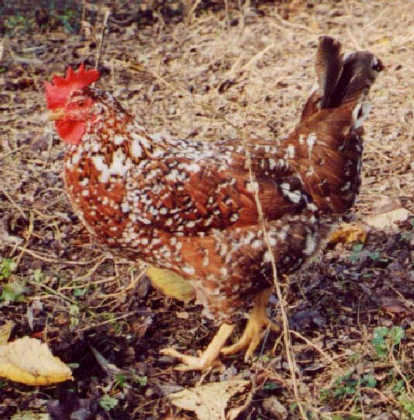 Millefiori di Lonigo hen