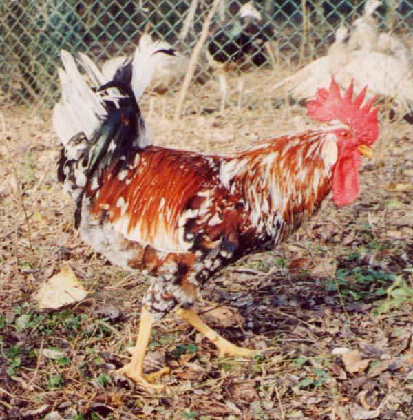 Millefiori di Lonigo cock